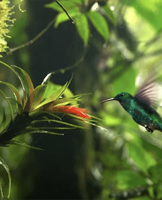 Would you like to sponsor me for Adopteer Regenwoud?