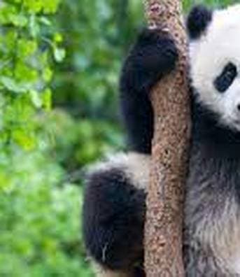 Would you like to sponsor me for Wereld Natuur Fonds?