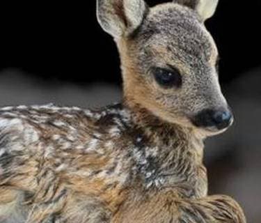 Would you like to sponsor me for Dierenambulance De Waadhoeke?