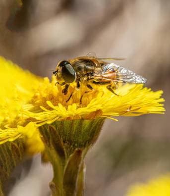 Would you like to sponsor me for Bundel Biodiversiteit?